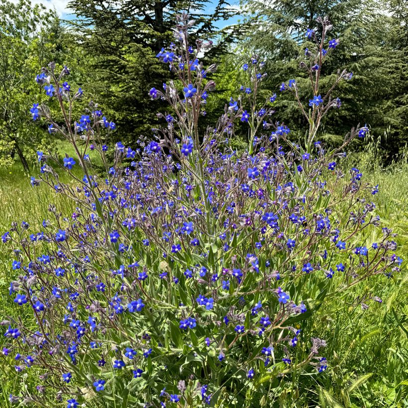 Anchusa azurea Feltham Pride (Porte)