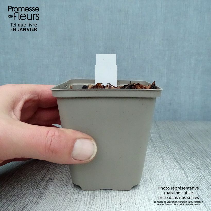 Aquilegia atrata Maceta de 8/9 cm Ejemplar entregado en invierno