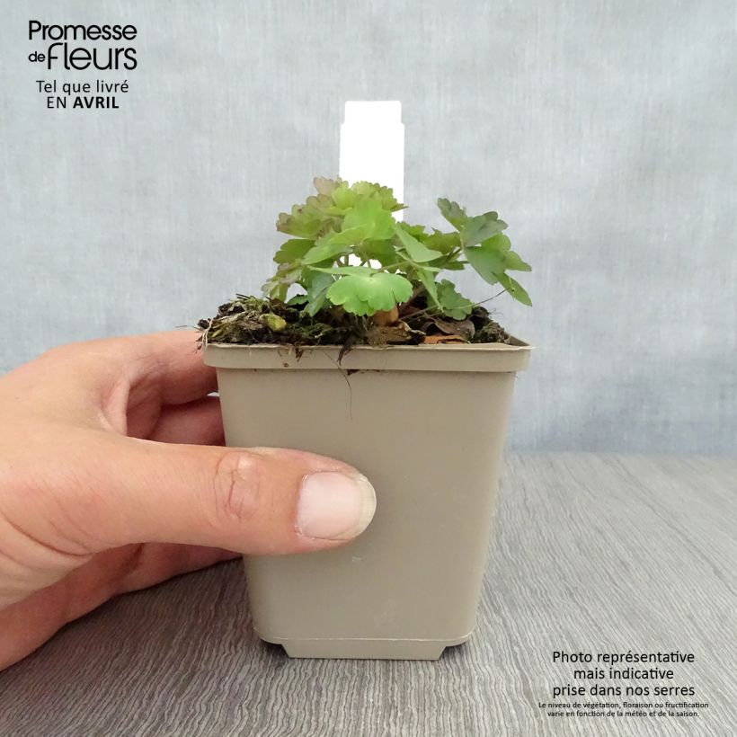 Aquilegia atrata Maceta de 8/9 cm Ejemplar entregado en la primavera