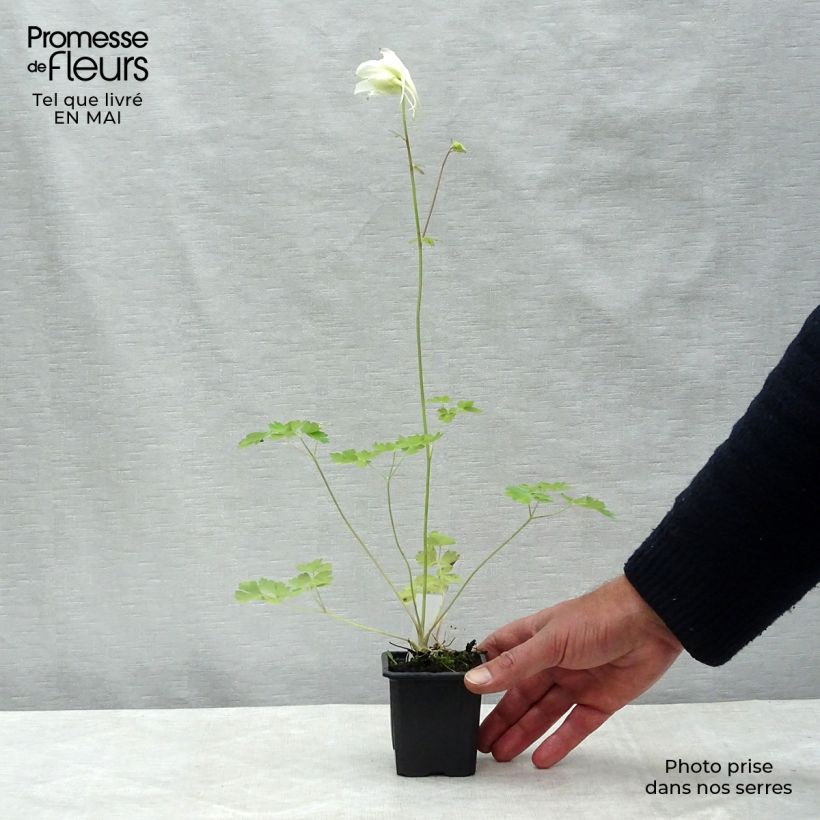 Aquilegia caerulea Kristall Maceta de 8/9 cm Ejemplar entregado en la primavera