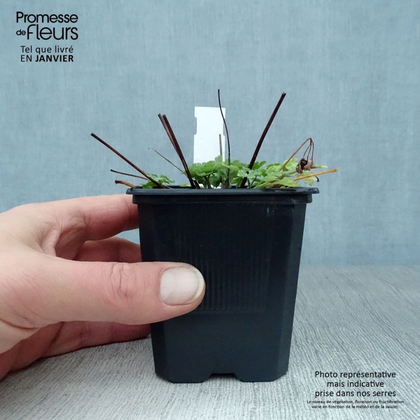 Aquilegia caerulea Kristall Maceta de 8/9 cm Ejemplar entregado en invierno