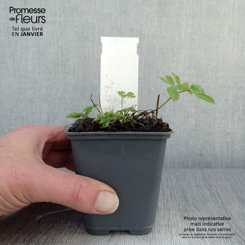 Aquilegia caerulea Rose Queen Maceta de 8/9 cm Ejemplar entregado en invierno