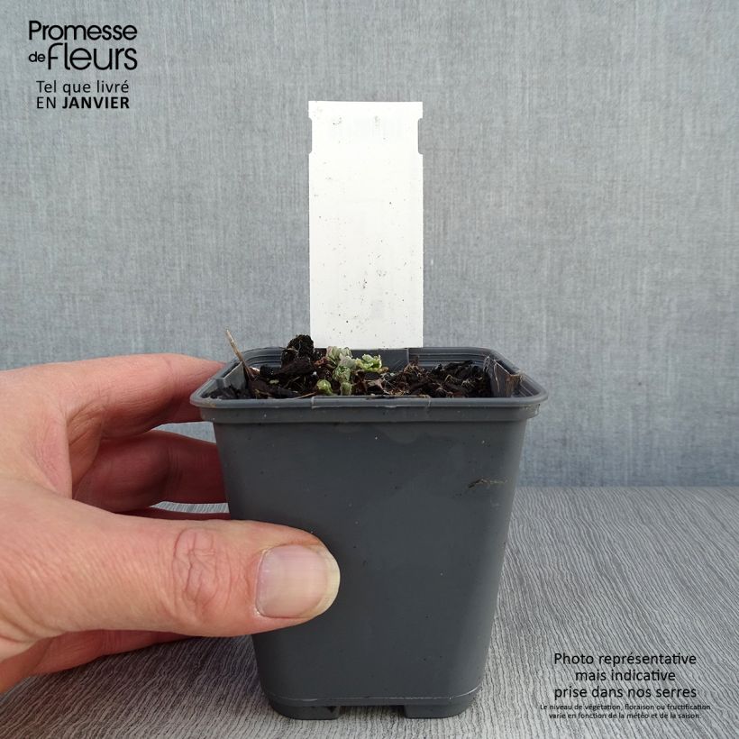 Aquilegia sibirica Maceta de 8/9 cm Ejemplar entregado en invierno