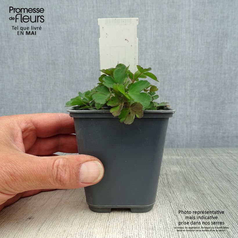 Aquilegia sibirica Maceta de 8/9 cm Ejemplar entregado en la primavera