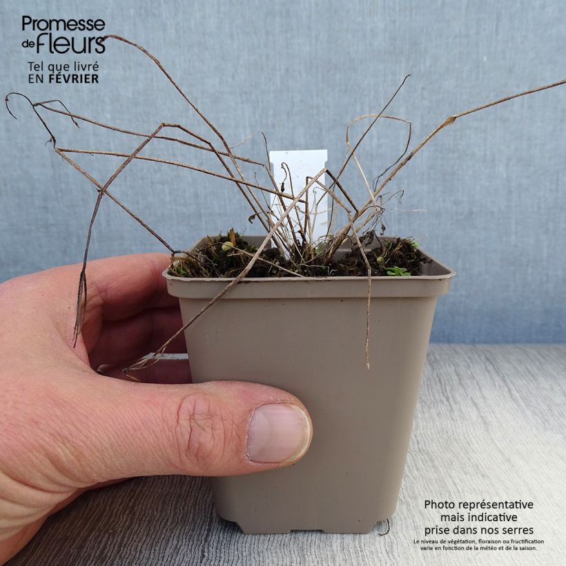 Aquilegia vulgaris - Aguileña Maceta de 8/9 cm Ejemplar entregado en invierno