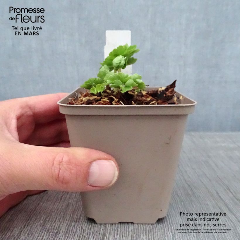 Aquilegia Munstead White Maceta de 8/9 cm Ejemplar entregado en invierno