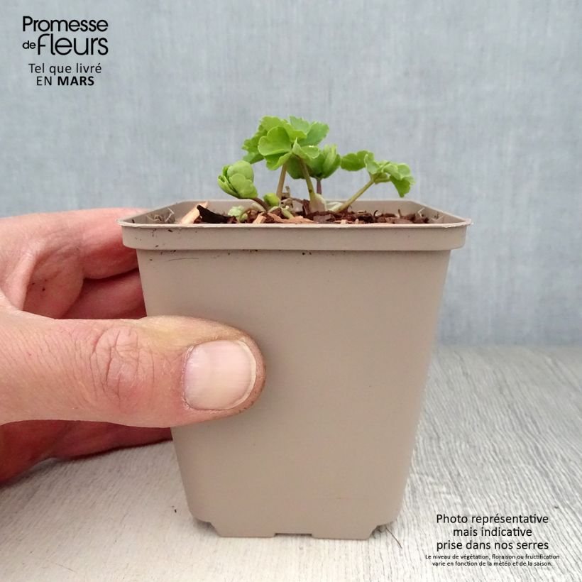 Aquilegia Munstead White Maceta de 8/9 cm Ejemplar entregado en la primavera