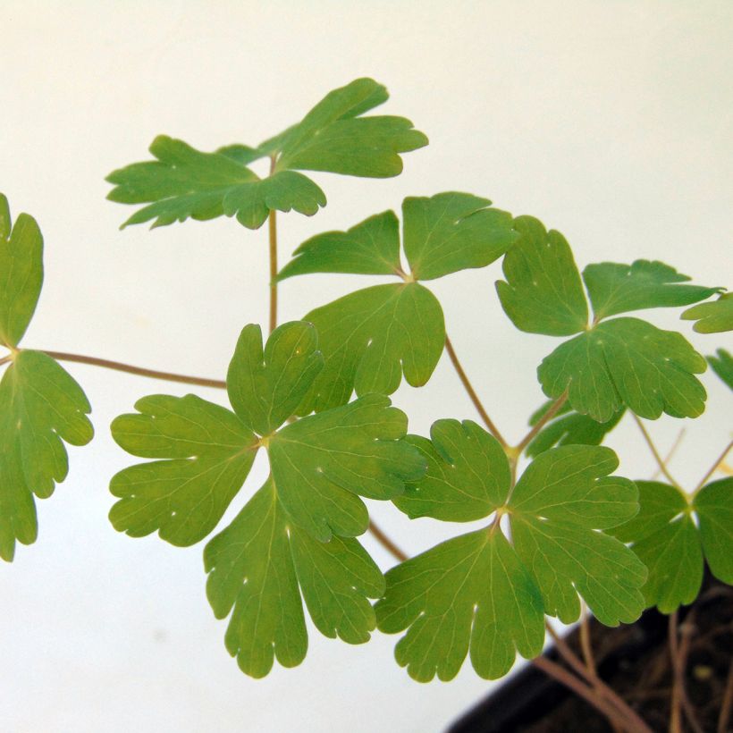 Aquilegia Blue Star (Follaje)