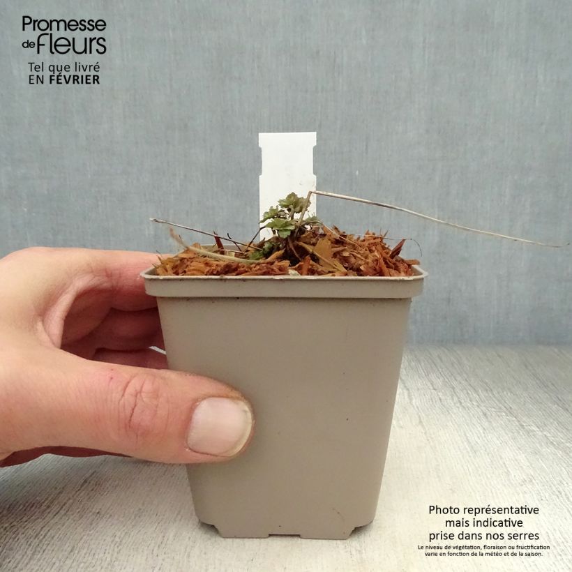 Aquilegia Blue Star Maceta de 7/8 cm Ejemplar entregado en invierno