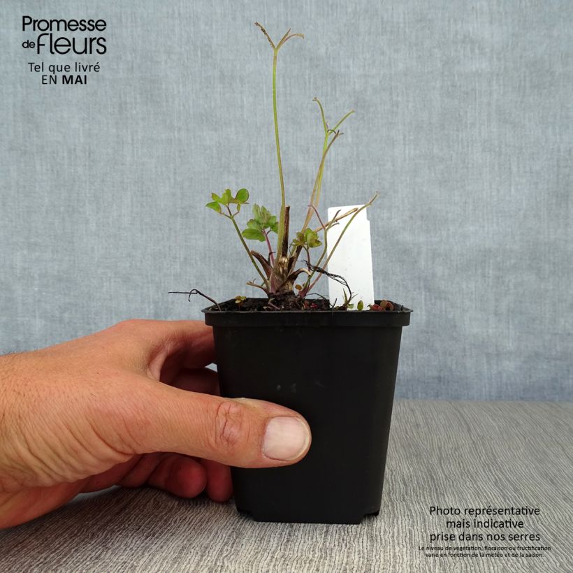 Aquilegia Blue Star Maceta de 7/8 cm Ejemplar entregado en la primavera