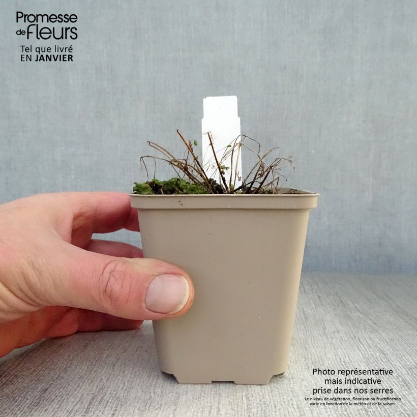 Aquilegia viridiflora Chocolate Soldier Maceta de 8/9 cm Ejemplar entregado en invierno