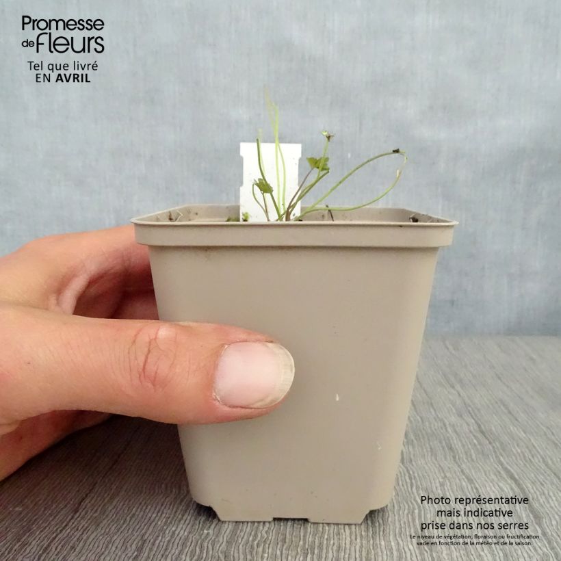 Aquilegia viridiflora Chocolate Soldier Maceta de 8/9 cm Ejemplar entregado en la primavera