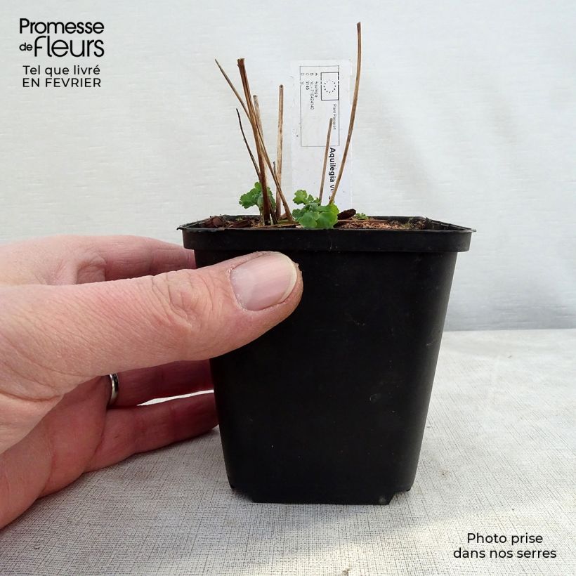 Aquilegia vulgaris Clementine White Maceta de 8/9 cm Ejemplar entregado en invierno