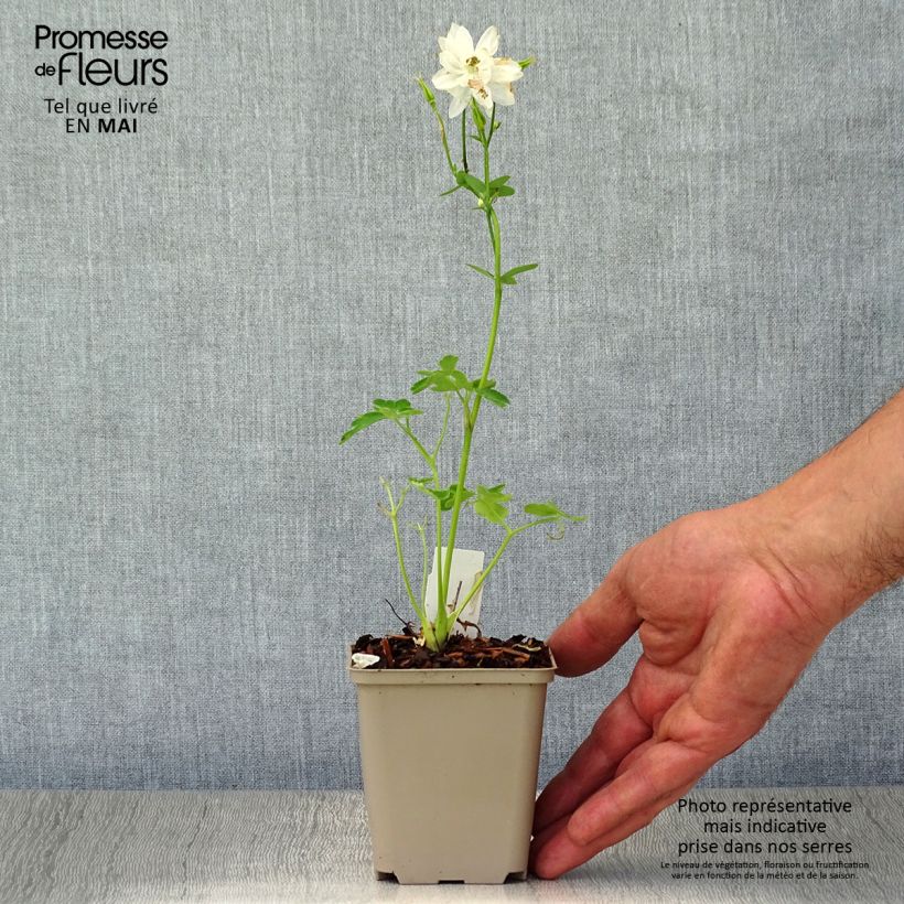 Aquilegia vulgaris Clementine White Maceta de 8/9 cm Ejemplar entregado en la primavera