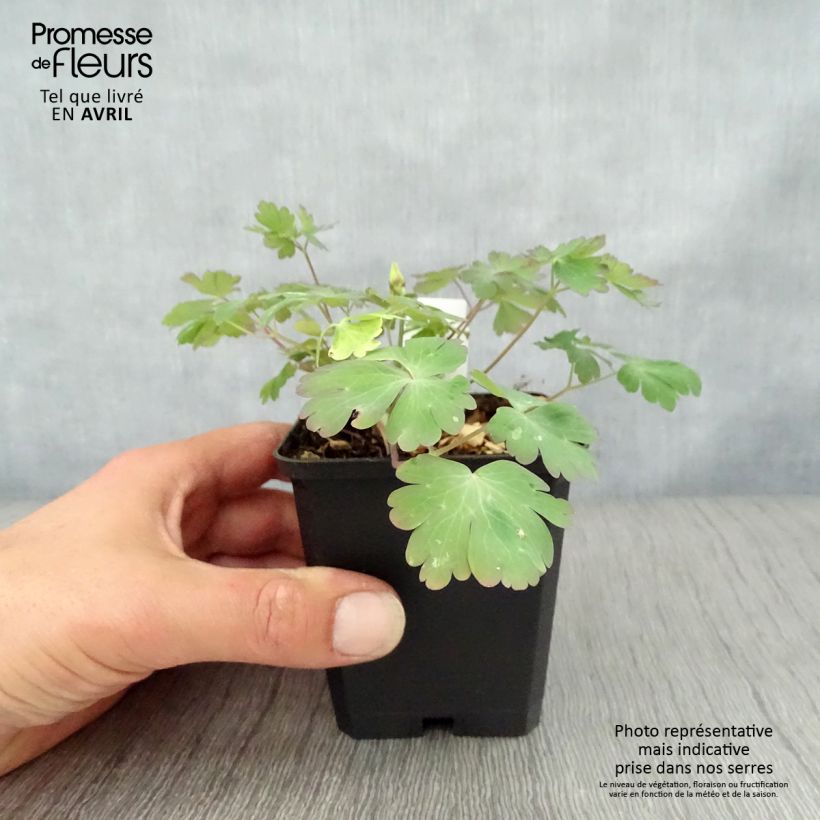 Aquilegia vulgaris Crimson Star Maceta de 8/9 cm Ejemplar entregado en la primavera