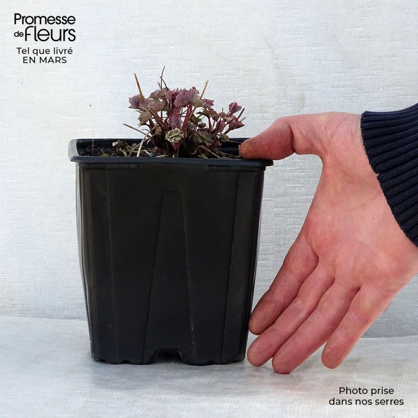 Aquilegia vulgaris Crimson Star Maceta 2L/3L Ejemplar entregado en la primavera