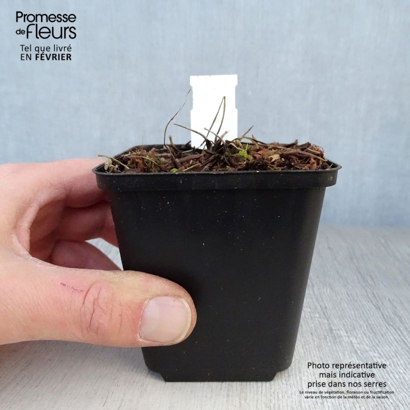 Aquilegia Green Apples Maceta de 8/9 cm Ejemplar entregado en invierno