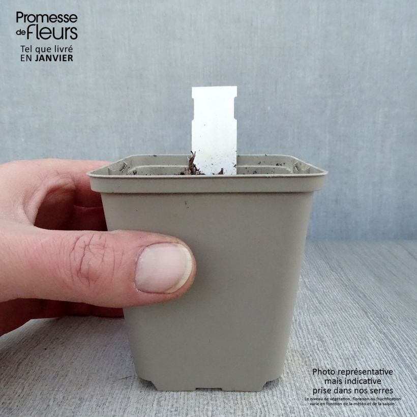 Aquilegia vulgaris Blue Barlow Maceta de 8/9 cm Ejemplar entregado en invierno