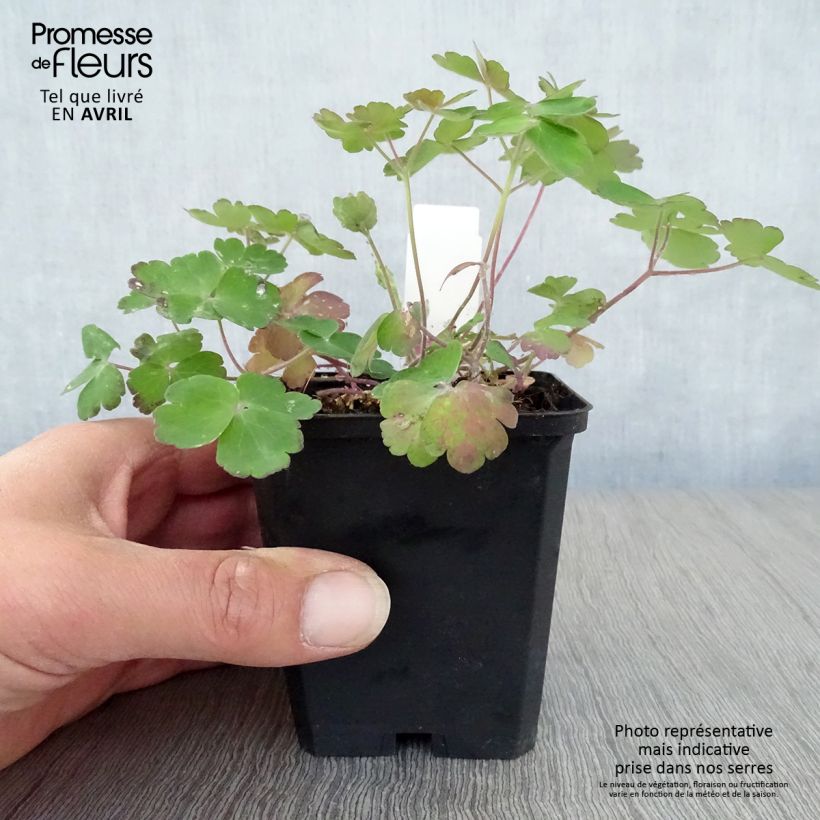 Aquilegia vulgaris Blue Barlow Maceta de 8/9 cm Ejemplar entregado en la primavera