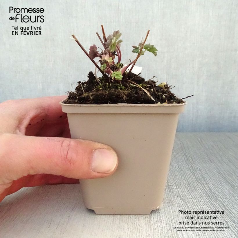 Aquilegia Mrs M. Nicholls Maceta de 8/9 cm Ejemplar entregado en invierno