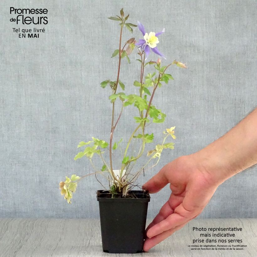 Aquilegia Mrs M. Nicholls Maceta de 8/9 cm Ejemplar entregado en la primavera