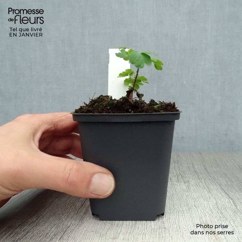 Aquilegia vulgaris William Guiness Maceta de 8/9 cm Ejemplar entregado en invierno