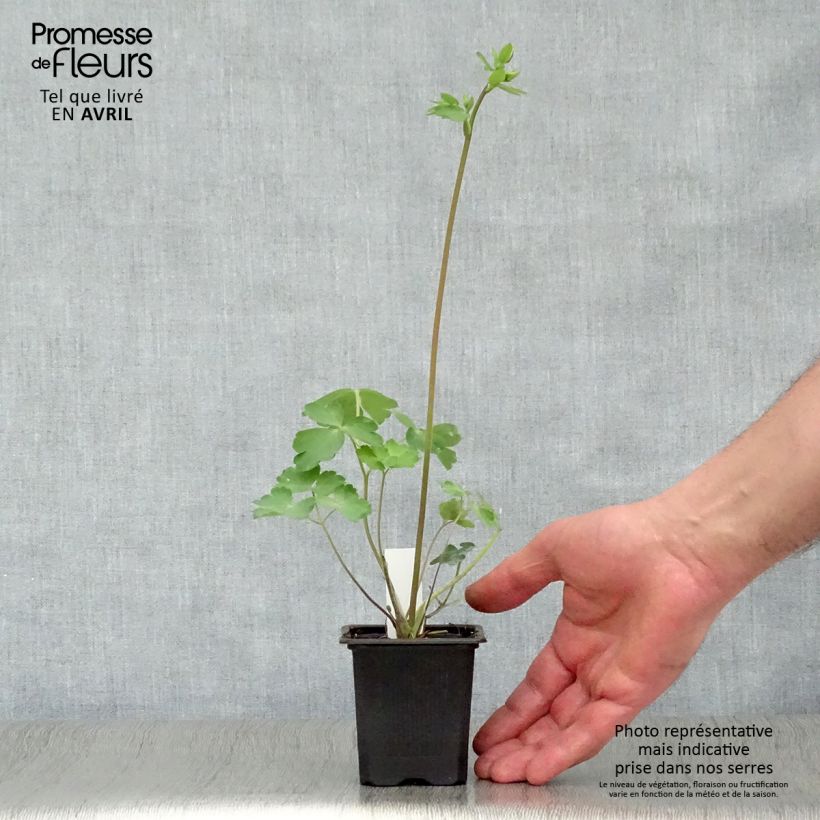 Aquilegia vulgaris William Guiness Maceta de 8/9 cm Ejemplar entregado en la primavera