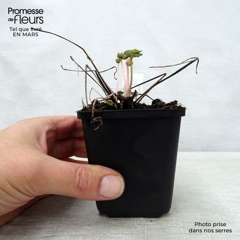 Aquilegia vulgaris Winky Double Dark Blue White Maceta de 8/9 cm Ejemplar entregado en la primavera