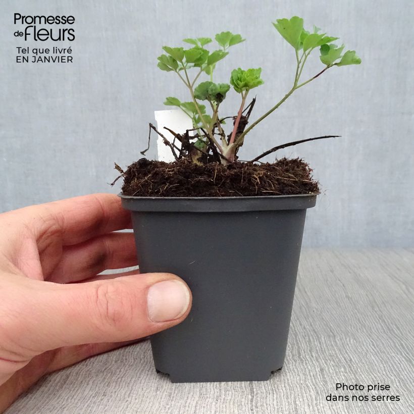 Aquilegia vulgaris Winky Red White Maceta de 8/9 cm Ejemplar entregado en invierno