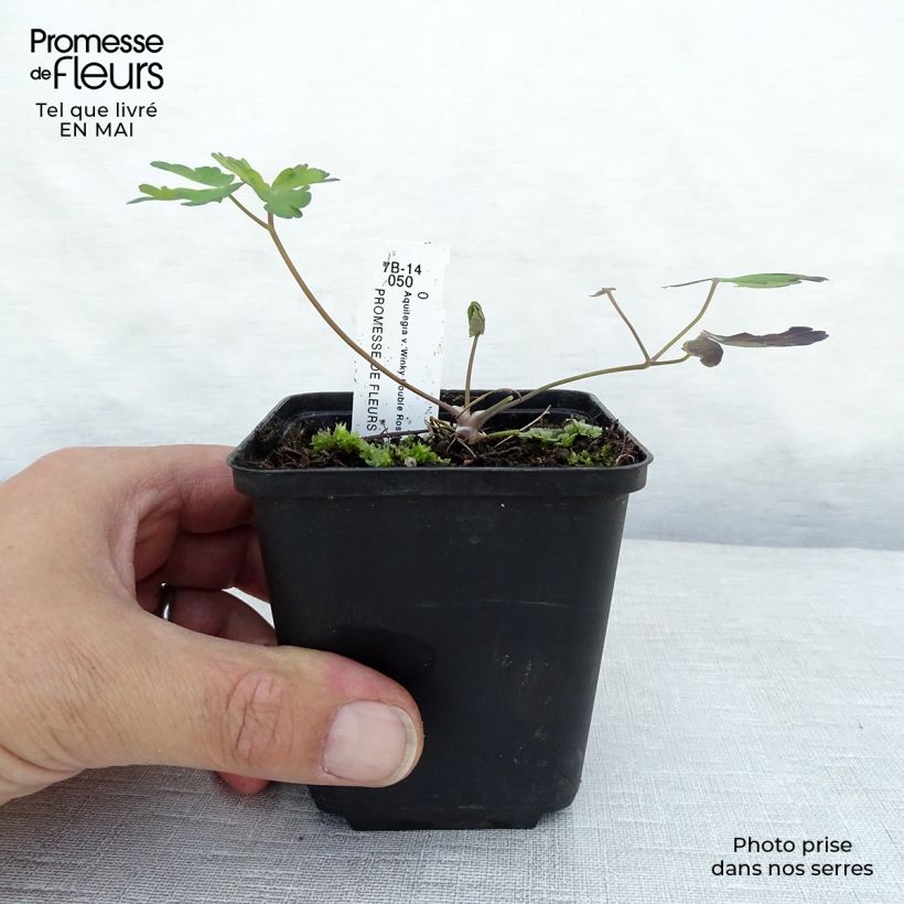 Aquilegia Winky Double Rose White Maceta de 8/9 cm Ejemplar entregado en la primavera