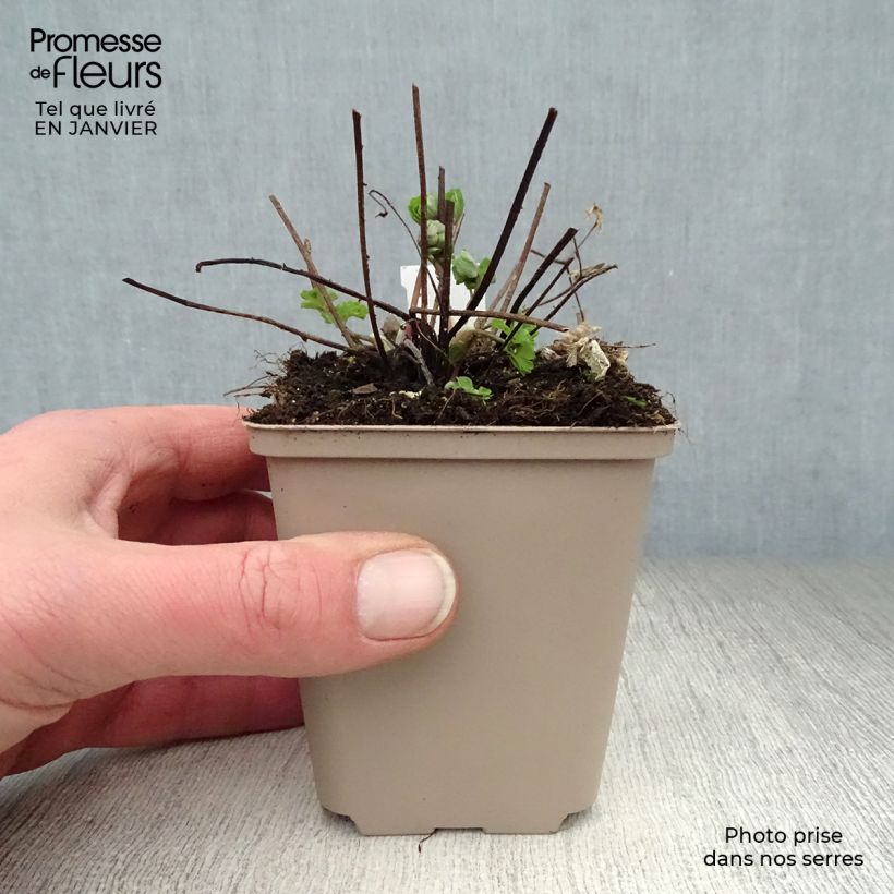 Aquilegia Winky Double Rose White Maceta de 8/9 cm Ejemplar entregado en invierno