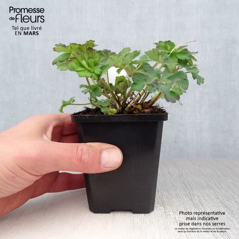 Aquilegia caerulea Snow Queen Maceta de 8/9 cm Ejemplar entregado en la primavera