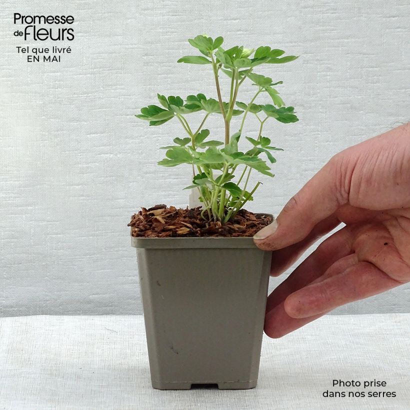 Aquilegia alpina - Aguileña Maceta de 8/9 cm Ejemplar entregado en la primavera