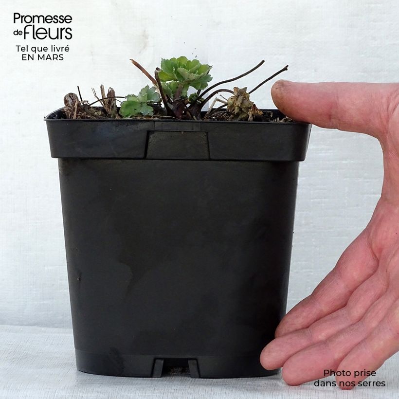 Aquilegia alpina - Aguileña Maceta 2L/3L Ejemplar entregado en la primavera