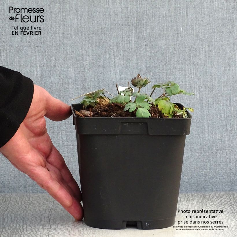 Aquilegia alpina - Aguileña Maceta 2L/3L Ejemplar entregado en invierno