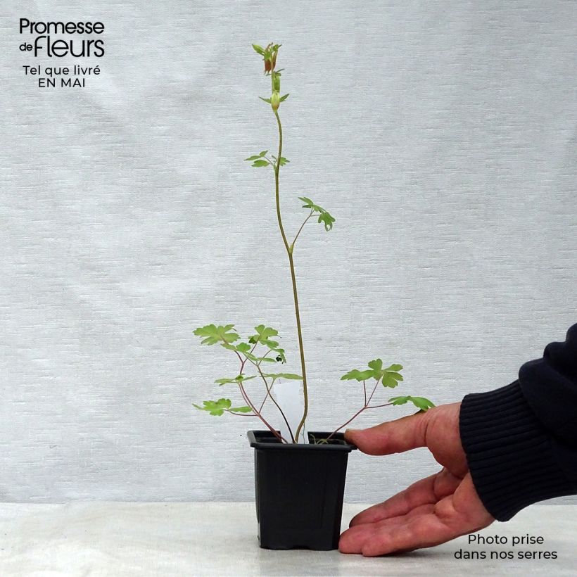 Aquilegia canadensis - Aguileña rojo Maceta de 8/9 cm Ejemplar entregado en la primavera