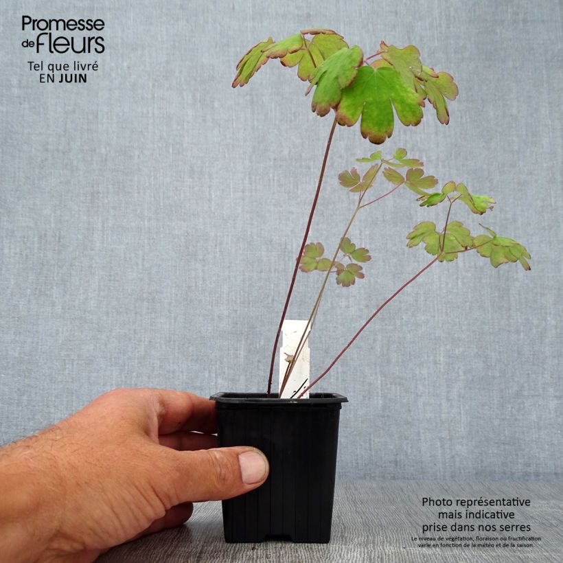 Ejemplar de Aquilegia canadensis - Aguileña rojo Maceta de 8/9 cm entregado en verano
