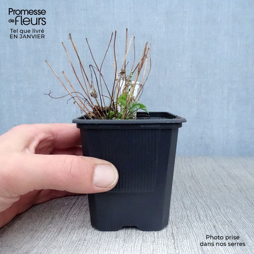 Aquilegia canadensis - Aguileña rojo Maceta de 8/9 cm Ejemplar entregado en invierno