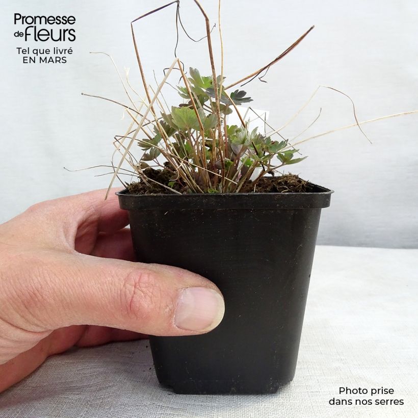 Aquilegia canadensis Little Lanterns - Aguileña Maceta de 8/9 cm Ejemplar entregado en invierno