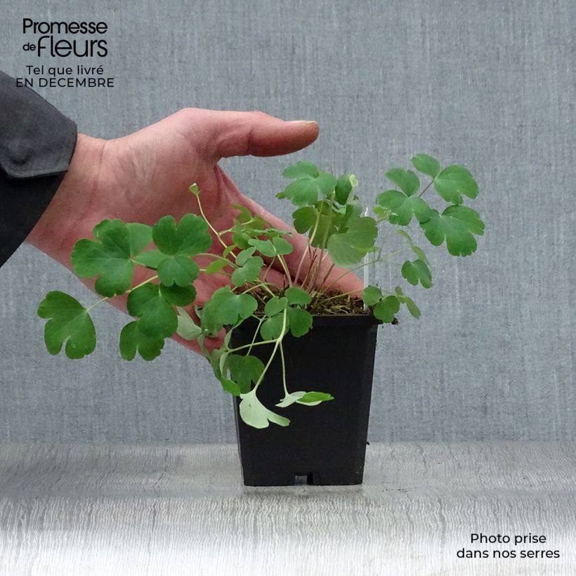 Aquilegia vulgaris var. stellata Black Barlow Maceta de 8/9 cm Ejemplar entregado en invierno