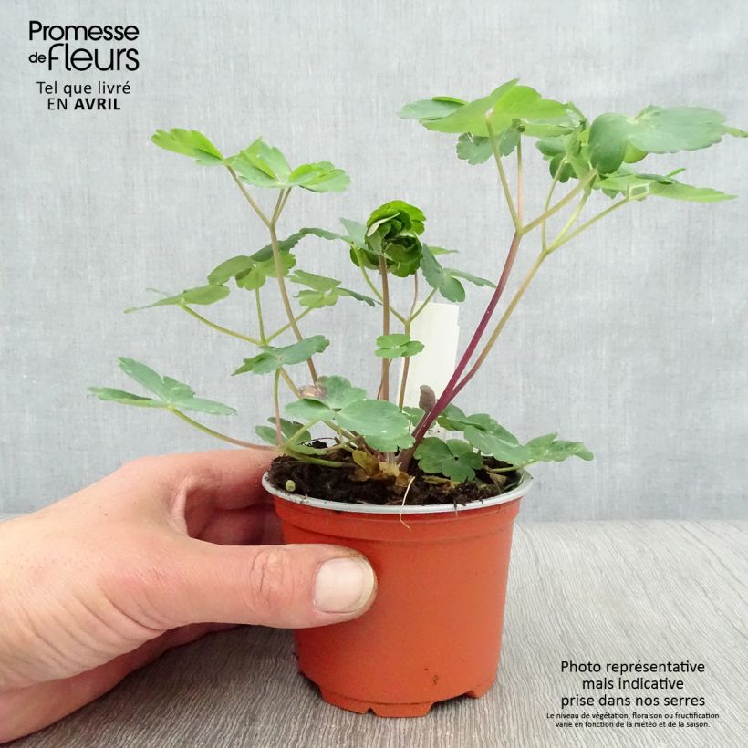 Aquilegia vulgaris var. stellata Black Barlow Maceta de 8/9 cm Ejemplar entregado en la primavera