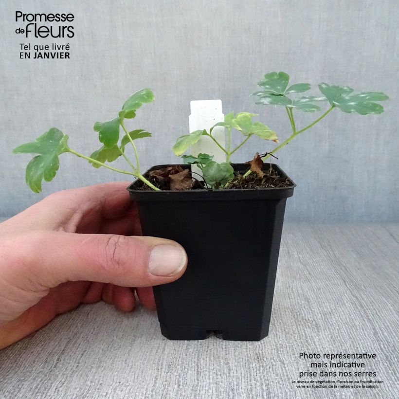 Aquilegia vulgaris Nora Barlow Maceta de 8/9 cm Ejemplar entregado en invierno