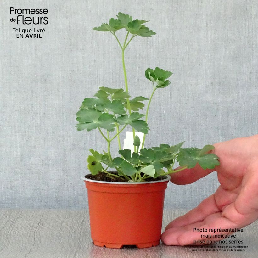 Aquilegia vulgaris Nora Barlow Maceta de 8/9 cm Ejemplar entregado en la primavera