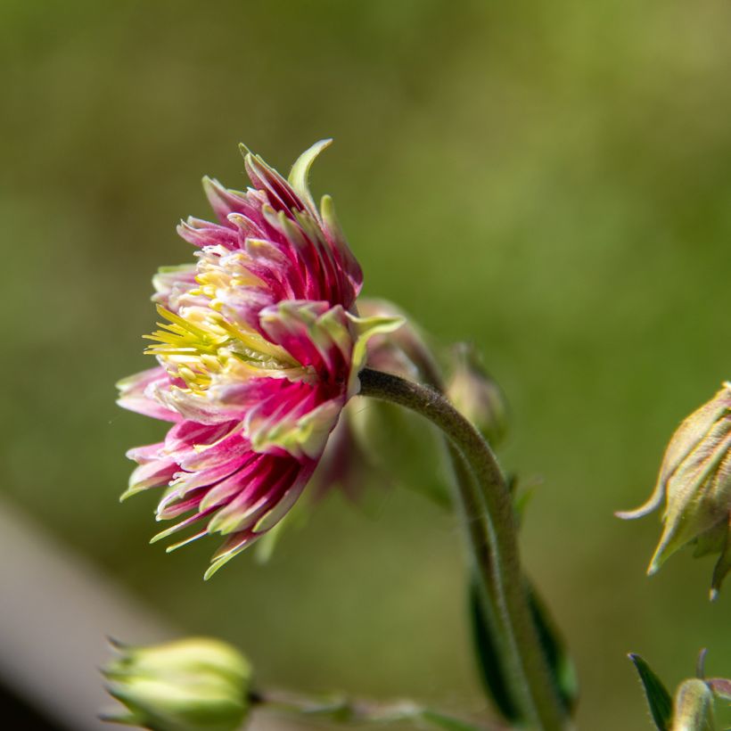 Aquilegia vulgaris Nora Barlow (Floración)