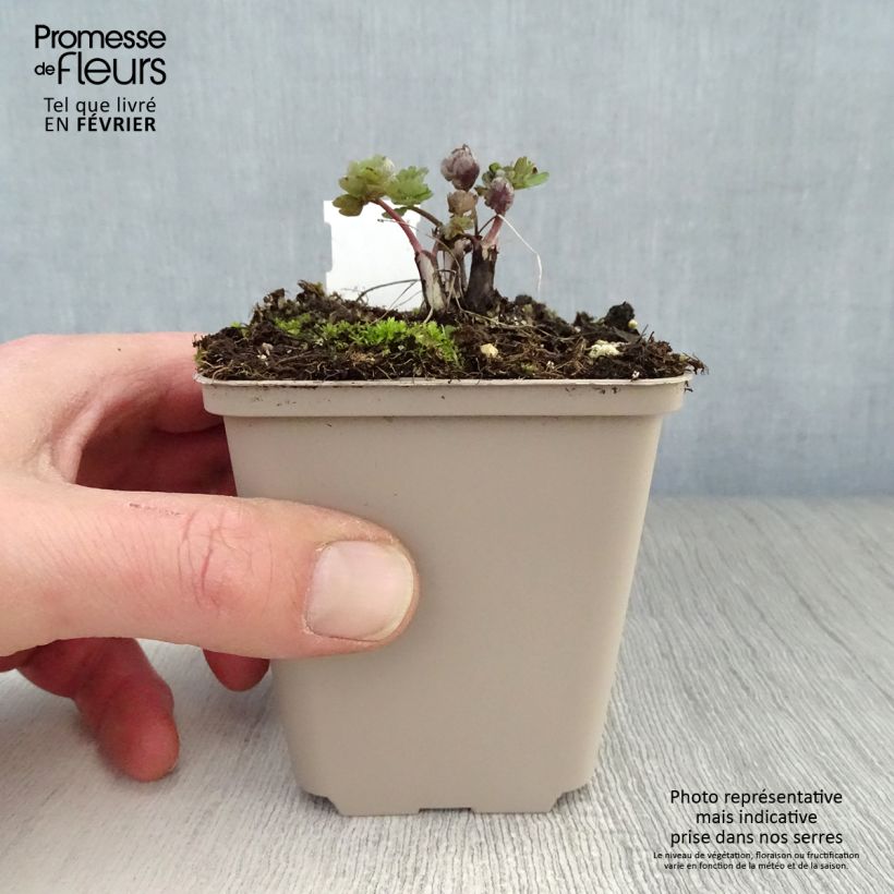 Aquilegia vulgaris var. stellata Rose Barlow Maceta de 8/9 cm Ejemplar entregado en invierno