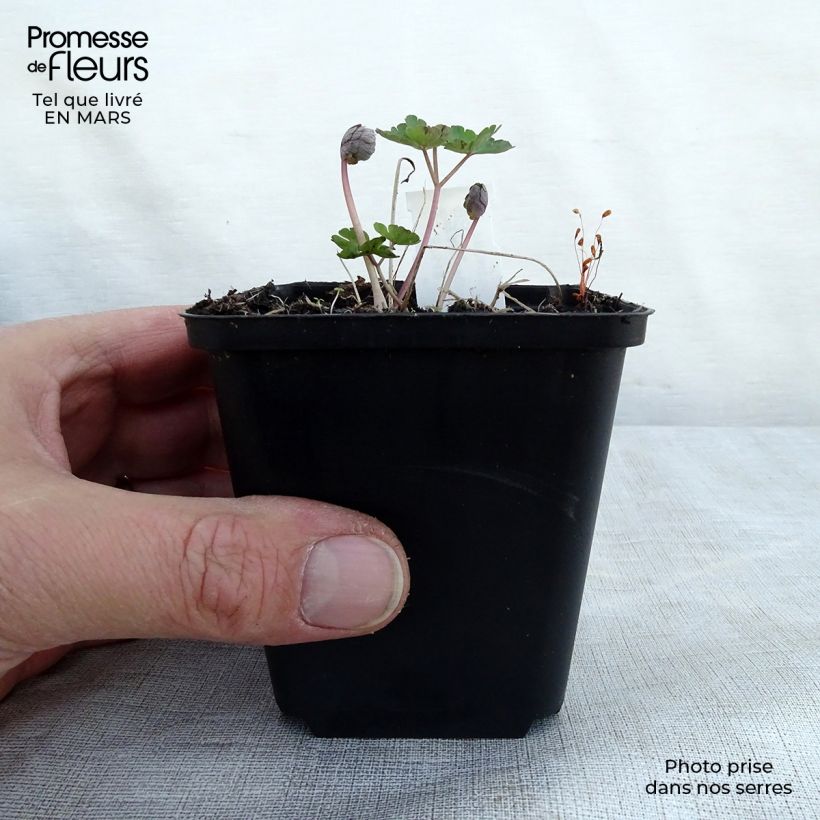 Aquilegia vulgaris var. stellata Rose Barlow Maceta de 8/9 cm Ejemplar entregado en la primavera