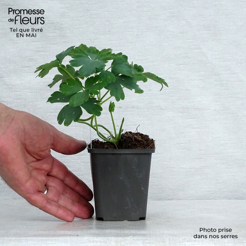 Aquilegia White Barlow Maceta de 8/9 cm Ejemplar entregado en la primavera