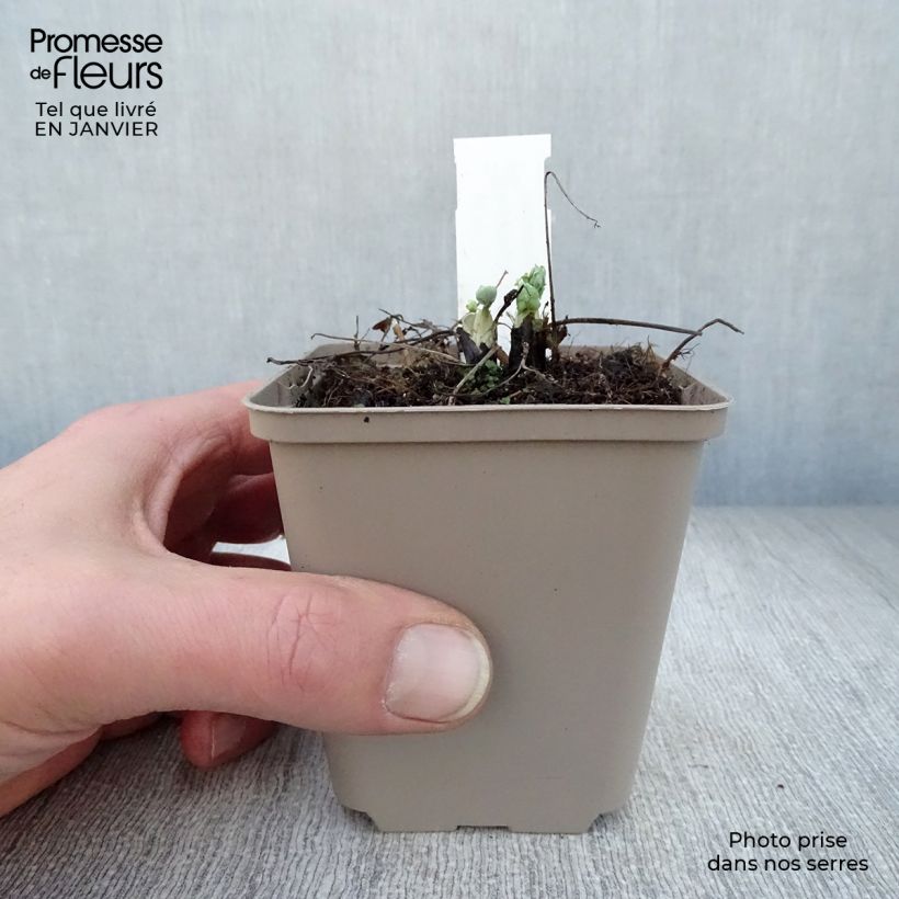 Aquilegia White Barlow Maceta de 8/9 cm Ejemplar entregado en invierno