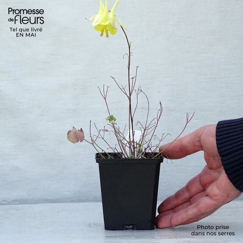 Aquilegia chrysantha Yellow Queen Maceta de 8/9 cm Ejemplar entregado en la primavera