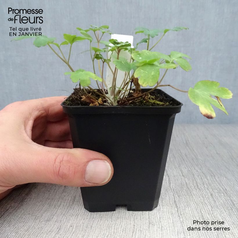 Aquilegia chrysantha Yellow Queen Maceta de 8/9 cm Ejemplar entregado en invierno